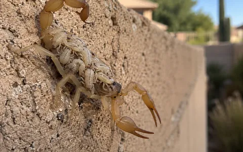 A bark scorpion carrying dozens of pale, newly hatched babies on its back while climbing a block wall, the kind of population growth an early-season inspection is meant to catch.